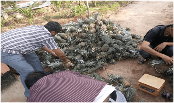 Supply of Pineapple to Delhi from Tripura, May 2018