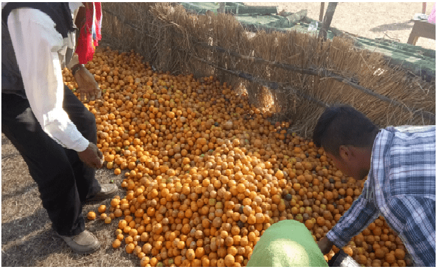 Kachai Lemon Festival, Urukul District, Manipur, January 2018