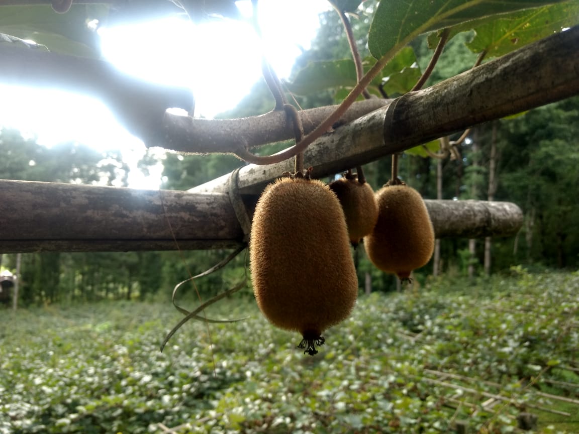 Visit to Kiwi Farm by NERAMAC officials at Arunachal Pradesh