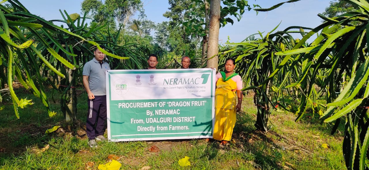 Procurement of Dragon Fruits directly from Farm, Udalguri 2020