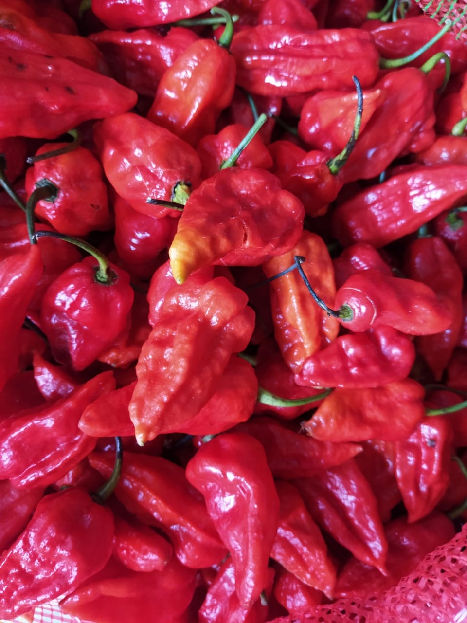 Procurement of King Chilli / Bhut Jolokia from the farmers of Upper Assam