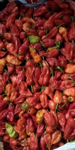 Procurement of King Chilli / Bhut Jolokia from the farmers of Upper Assam