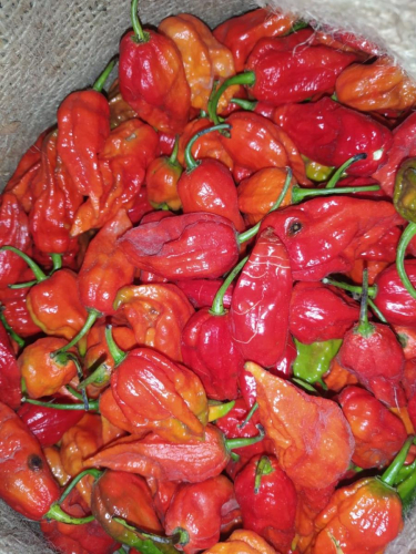 Procurement of King Chilli / Bhut Jolokia from the farmers of Upper Assam