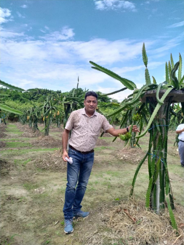 Be Vocal For Local - Dragon Fruit